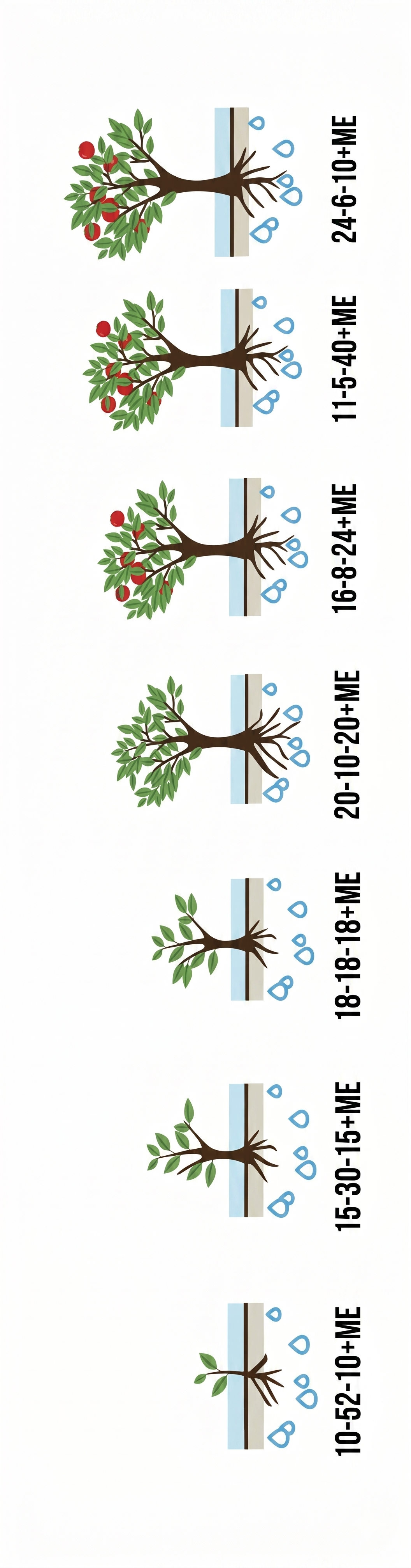 Growth stages